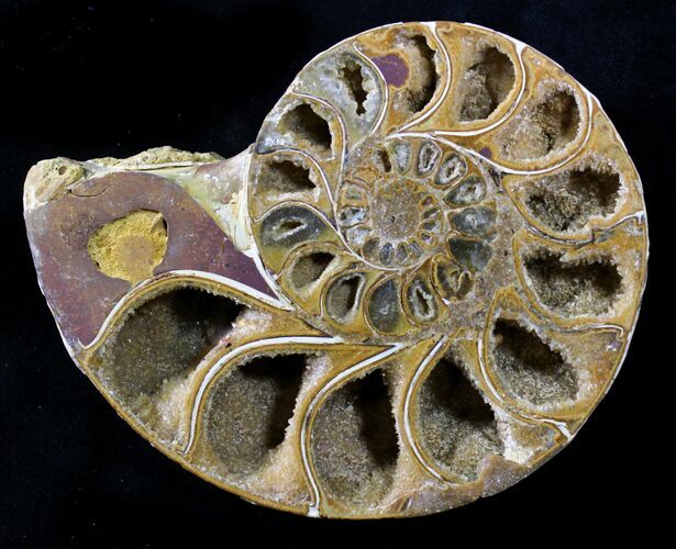 Sliced Phylloceras Ammonite (Half) - #23214